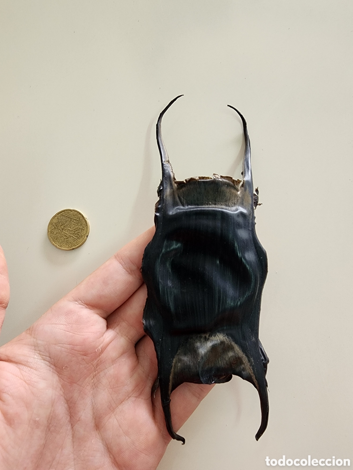 Coleccionismo: Monedero de sirena Manta raya