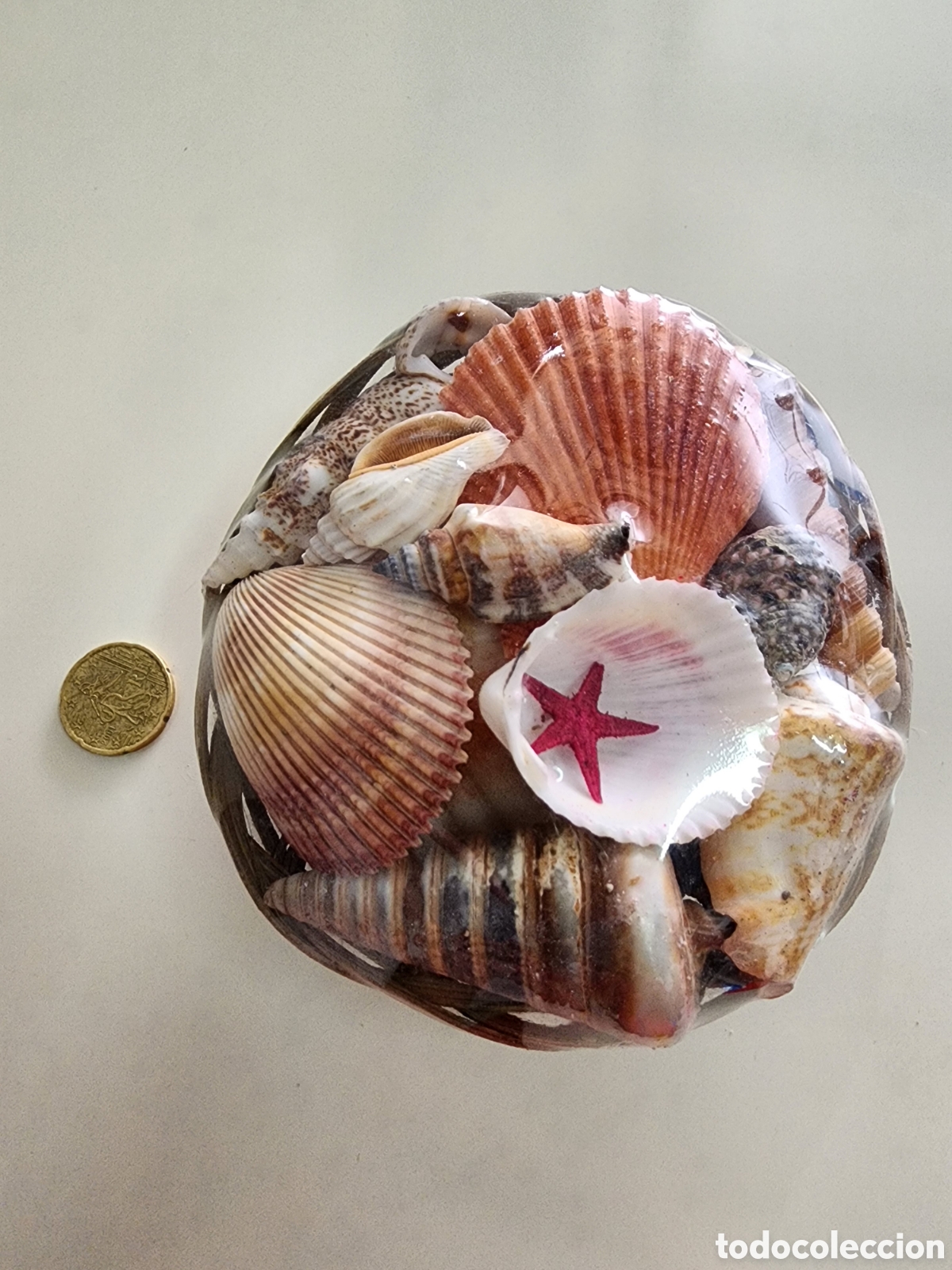 Coleccionismo: Conchas de Madagascar