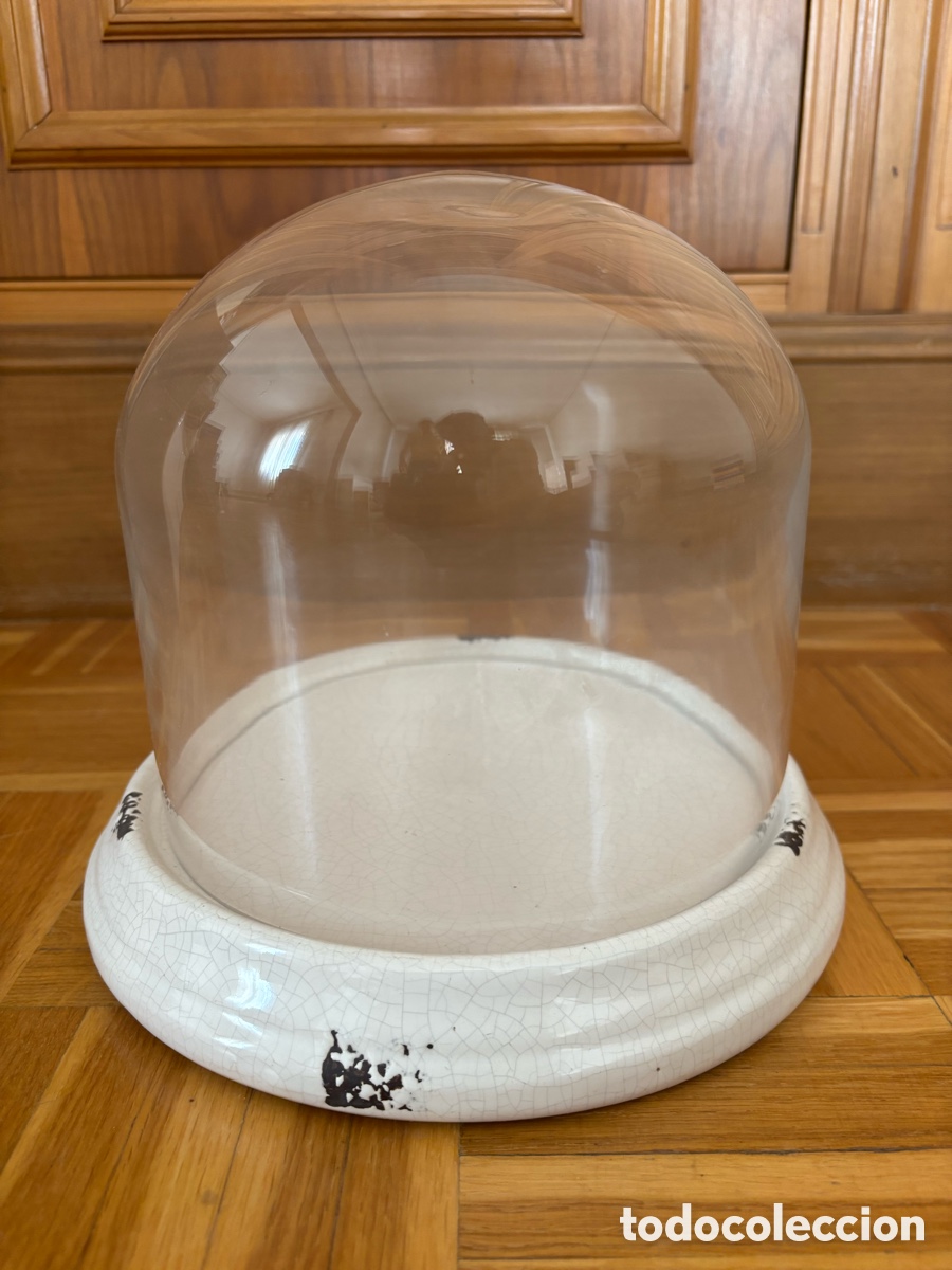 Colecionismo: Campana cristal expositor