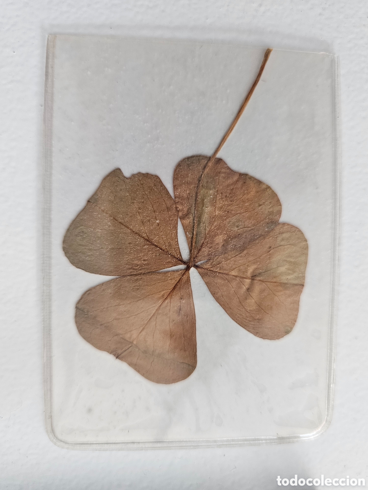 Coleccionismo: Flor seca Trebol de la Suerte, 1940s 1960s