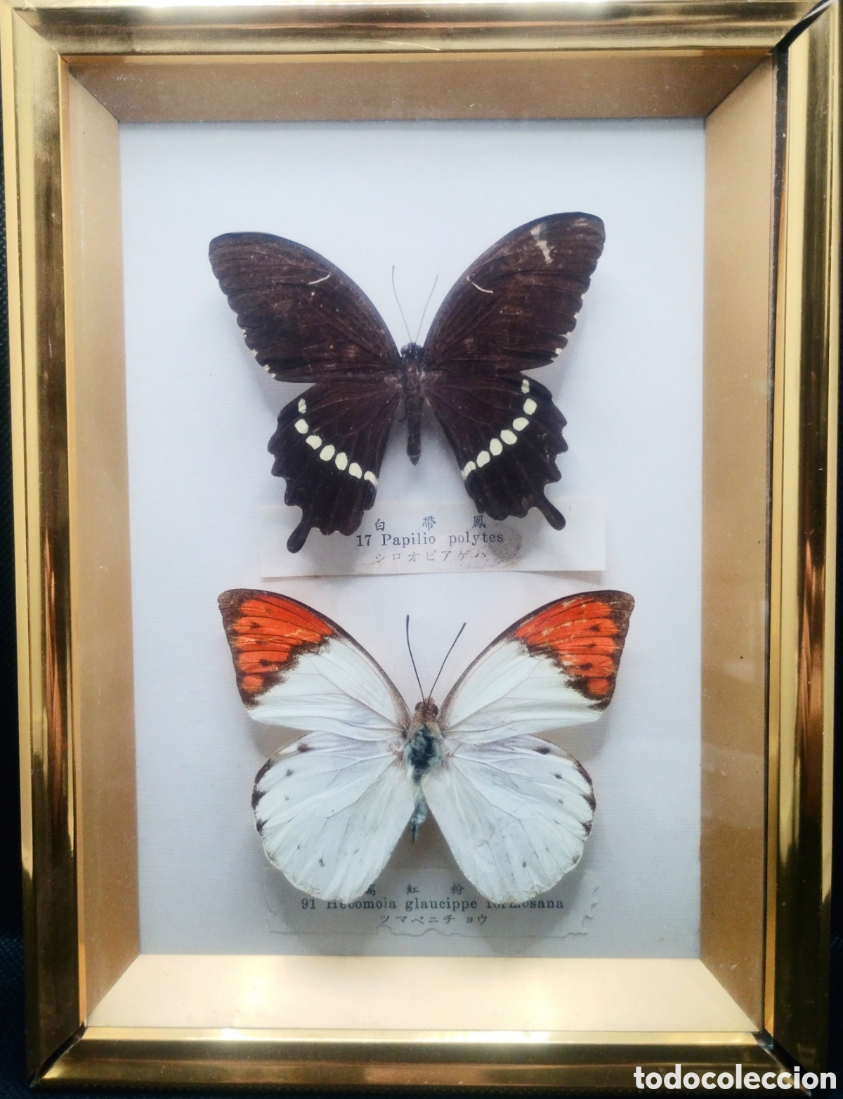 Coleccionismo: Vitrina con dos mariposas