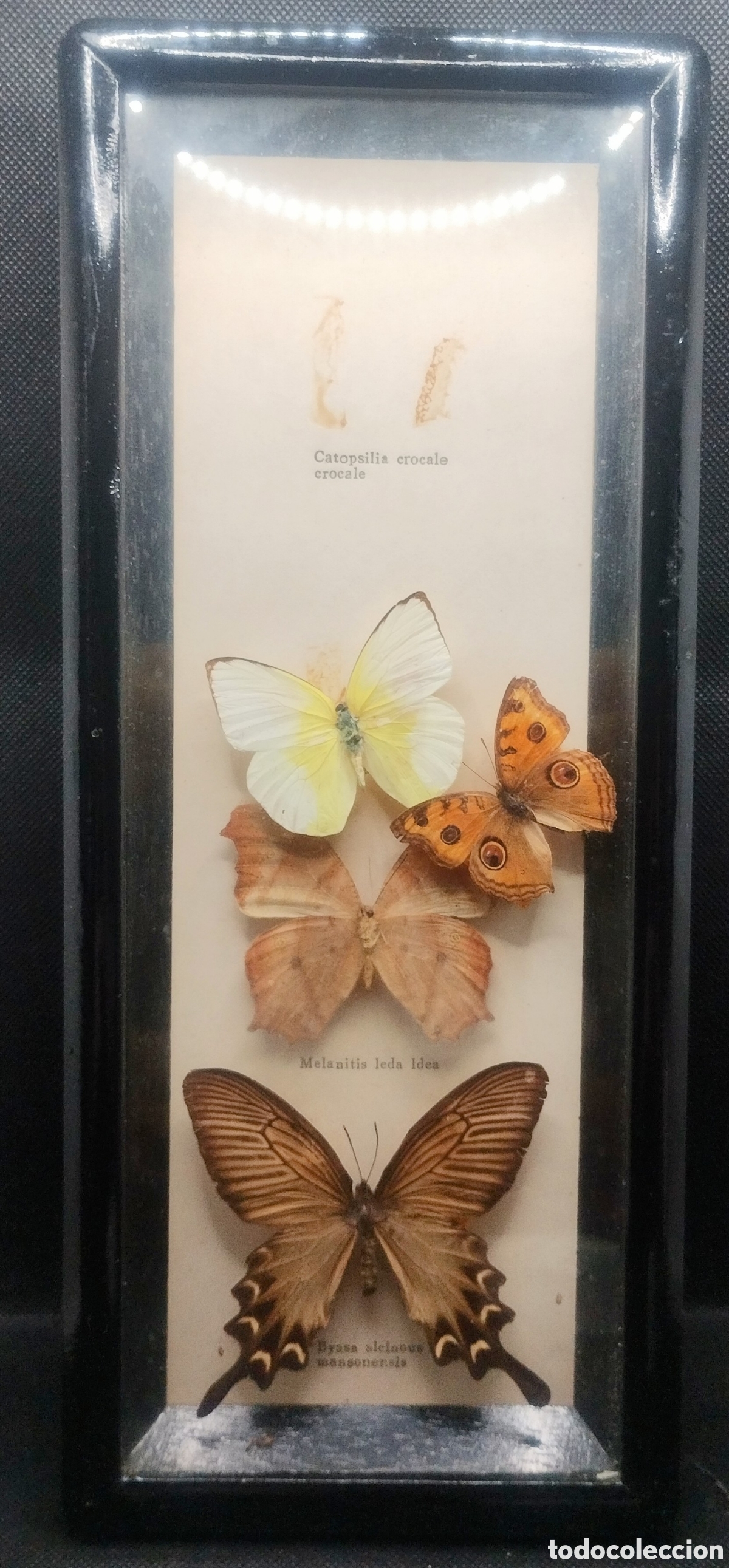 Coleccionismo: Vitrina con cuatro mariposas