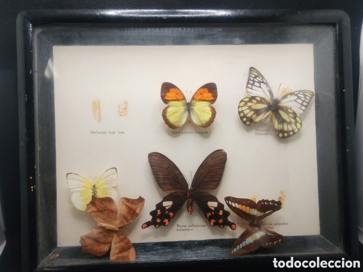 Collezionismo: Vitrina con seis mariposas