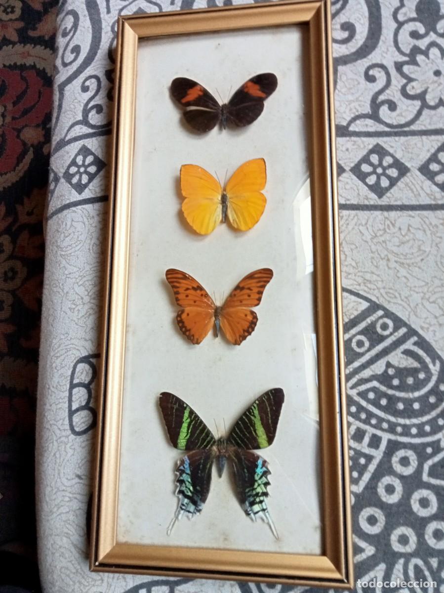 Coleccionismo: MARIPOSAS DISECADAS CUADRO LEPIDOPTEROLOGIA