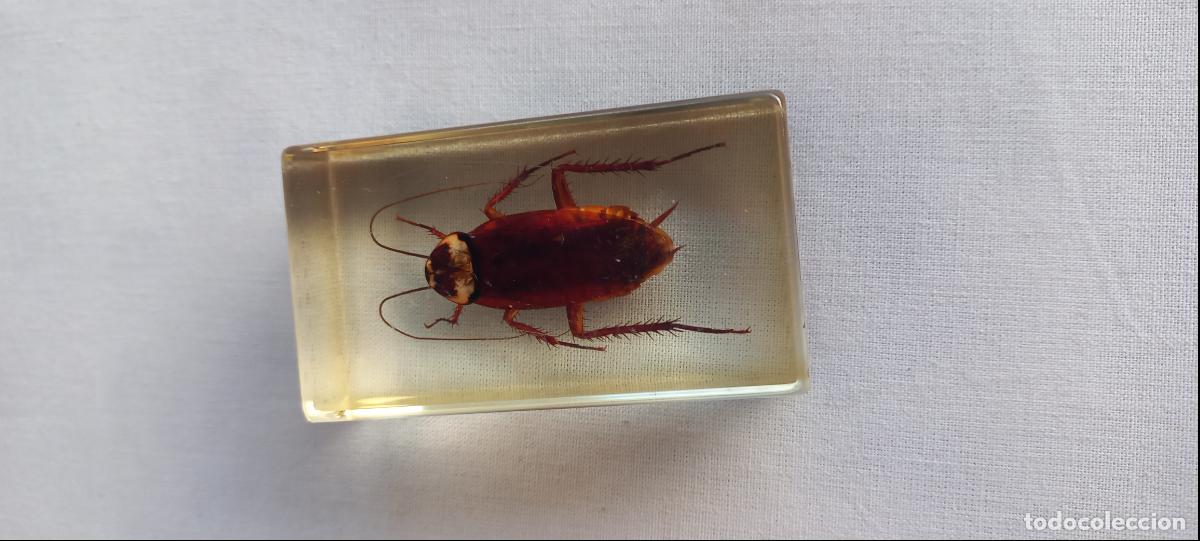 Coleccionismo: CUCARACHA AMERICANA. COLOMBIA. COLECCION BICHOS NATIONAL GEOGRAPHIC. INSECTO EN RESINA o METACRILATO