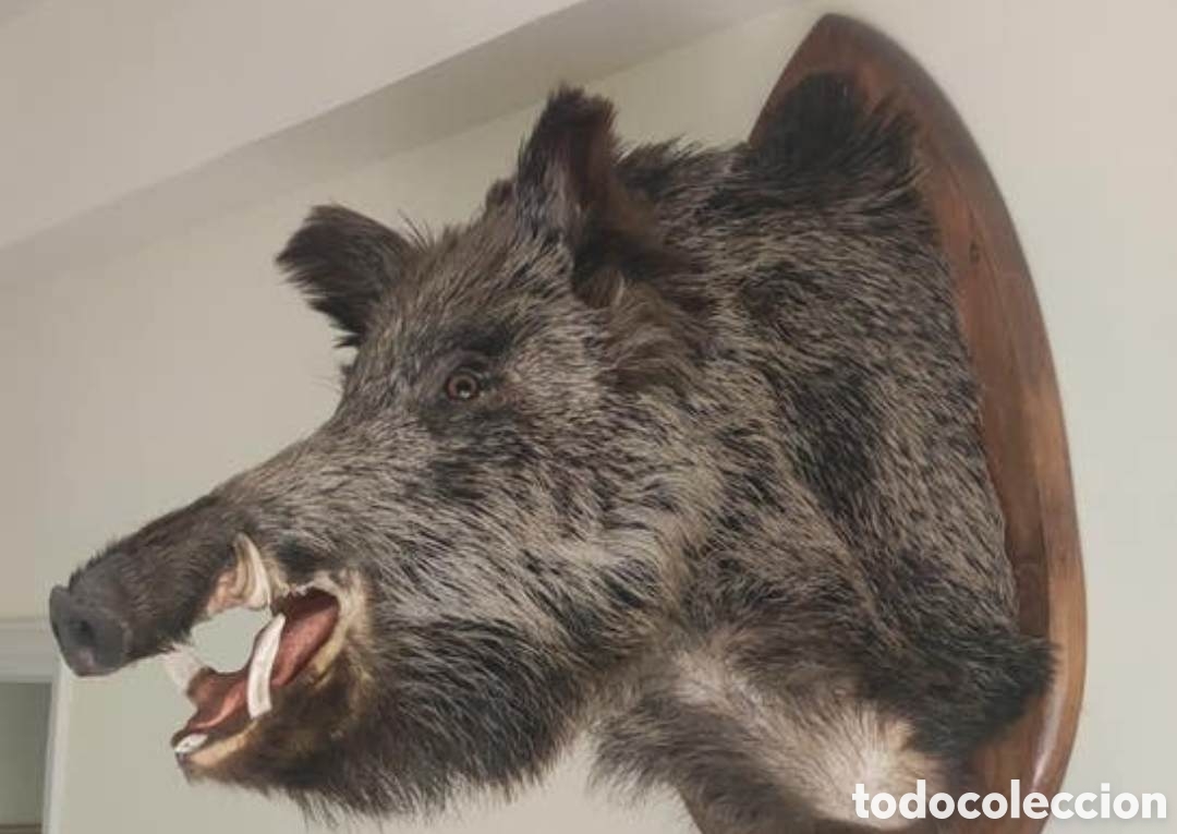 Coleccionismo: Impresionante cabeza de jabal&iacute;.