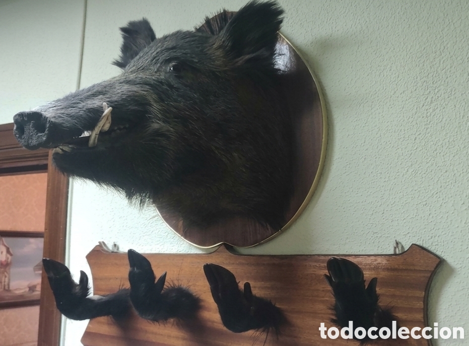 Coleccionismo: Cabeza de jabal&iacute; con perchero.