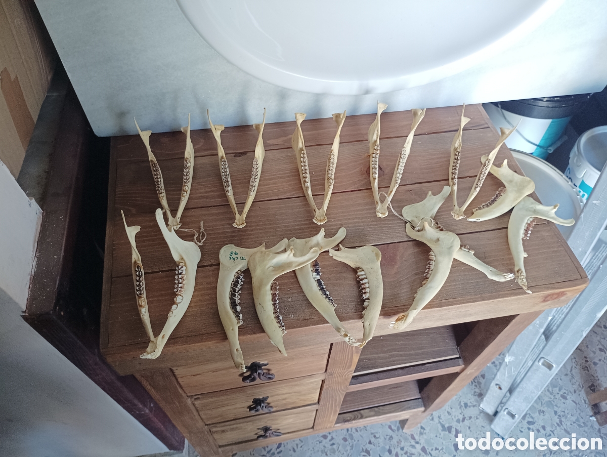 Coleccionismo: Colecci&oacute;n de mand&iacute;bulas de corzo 10 y 9 escudos de madera