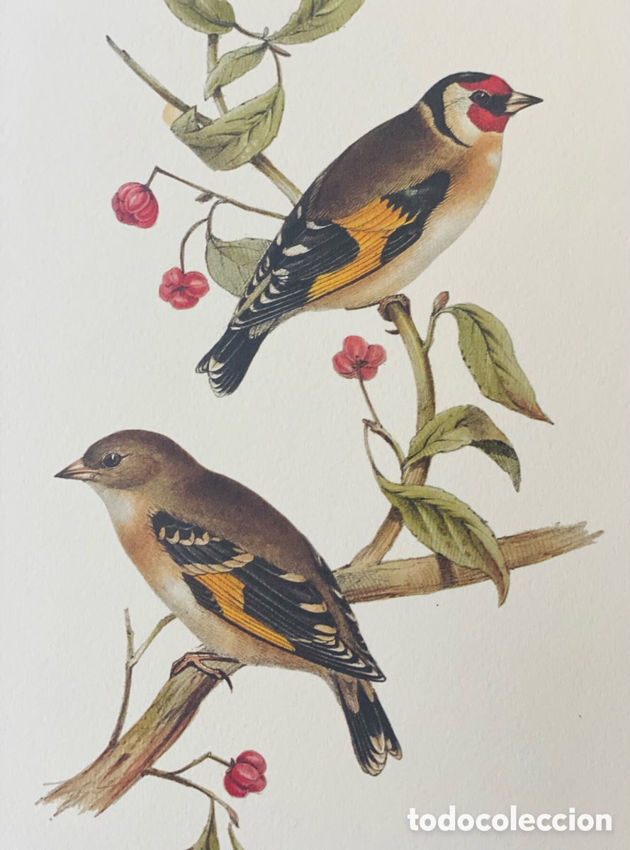 Coleccionismo: Goldfinch .Lamina 28 x 21 cm