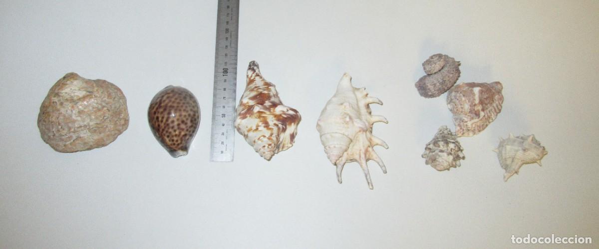 Coleccionismo: LOTE CONCHAS DE MAR GRANDES
