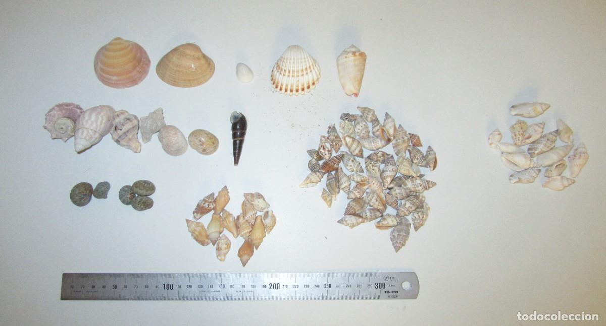 Coleccionismo: lote conchas de mar peque&ntilde;as