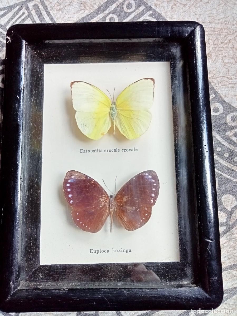 Coleccionismo: MARIPOSAS DISECADAS CUADRO LEPIDOPTEROLOGIA