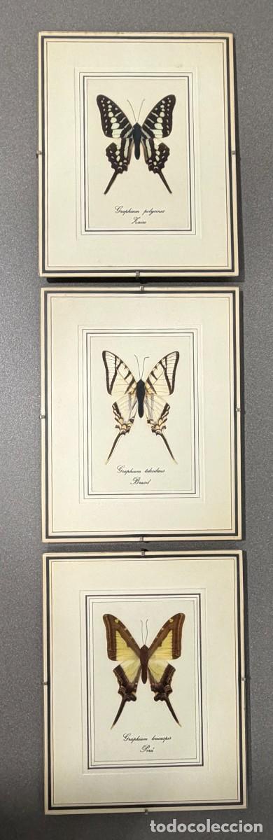 Coleccionismo: 3 CUADROS DE MARIPOSAS AUTENTICAS - FAMILIA GRAPHIUM - A&Ntilde;OS 70's