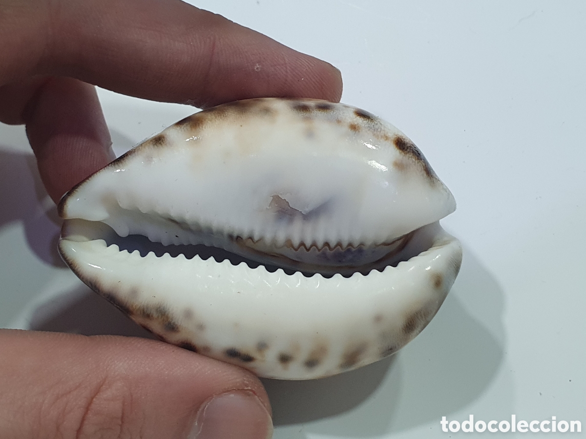Coleccionismo: Caracola pintada La Toja. (L68) - Foto 3