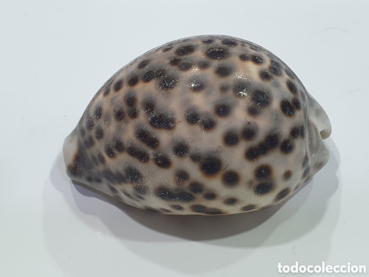 Collezionismo: Caracola color leopardo. (L68)