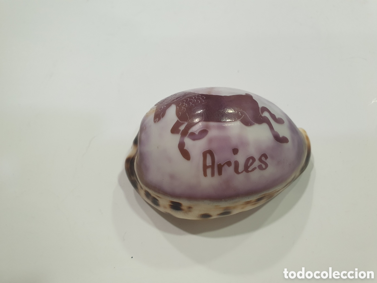 Collezionismo: Caracola signo zodiaco Aries. (L68)