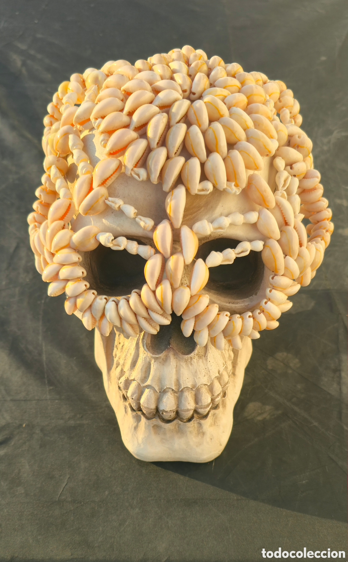 Coleccionismo: Calavera conchas cauri