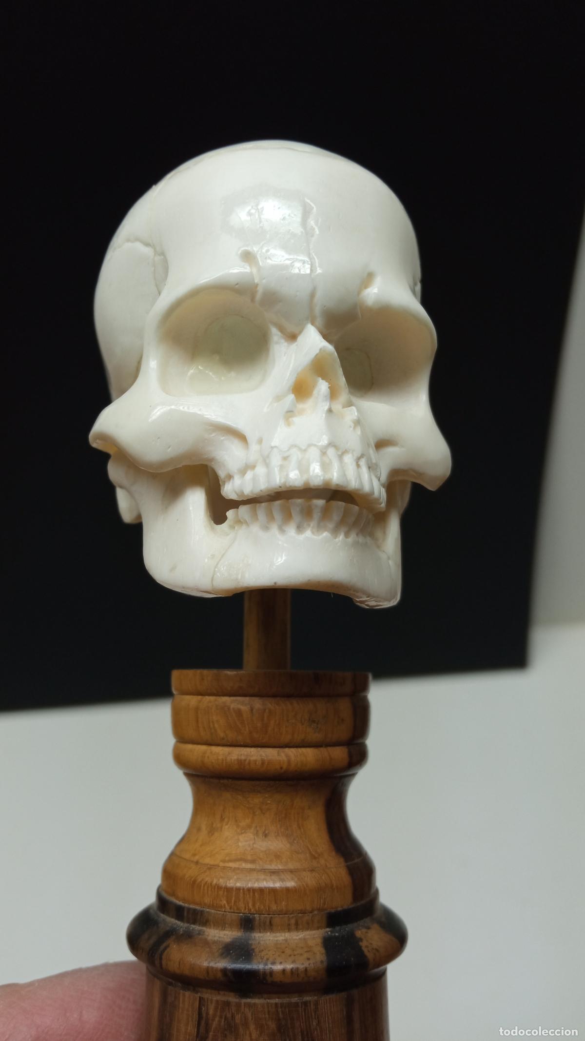 Coleccionismo: Memento Mori - Gabinete de curiosidades - Calavera con pedestal - Santa Muerte