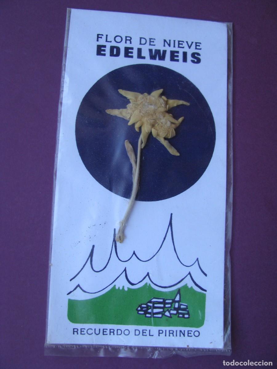 Coleccionismo: FLOR DE NIEVE EDELWEIS. EDELWEISS. RECUERDO DEL PIRINEO. FLOR PRENSADA Y DESHIDRATADA
