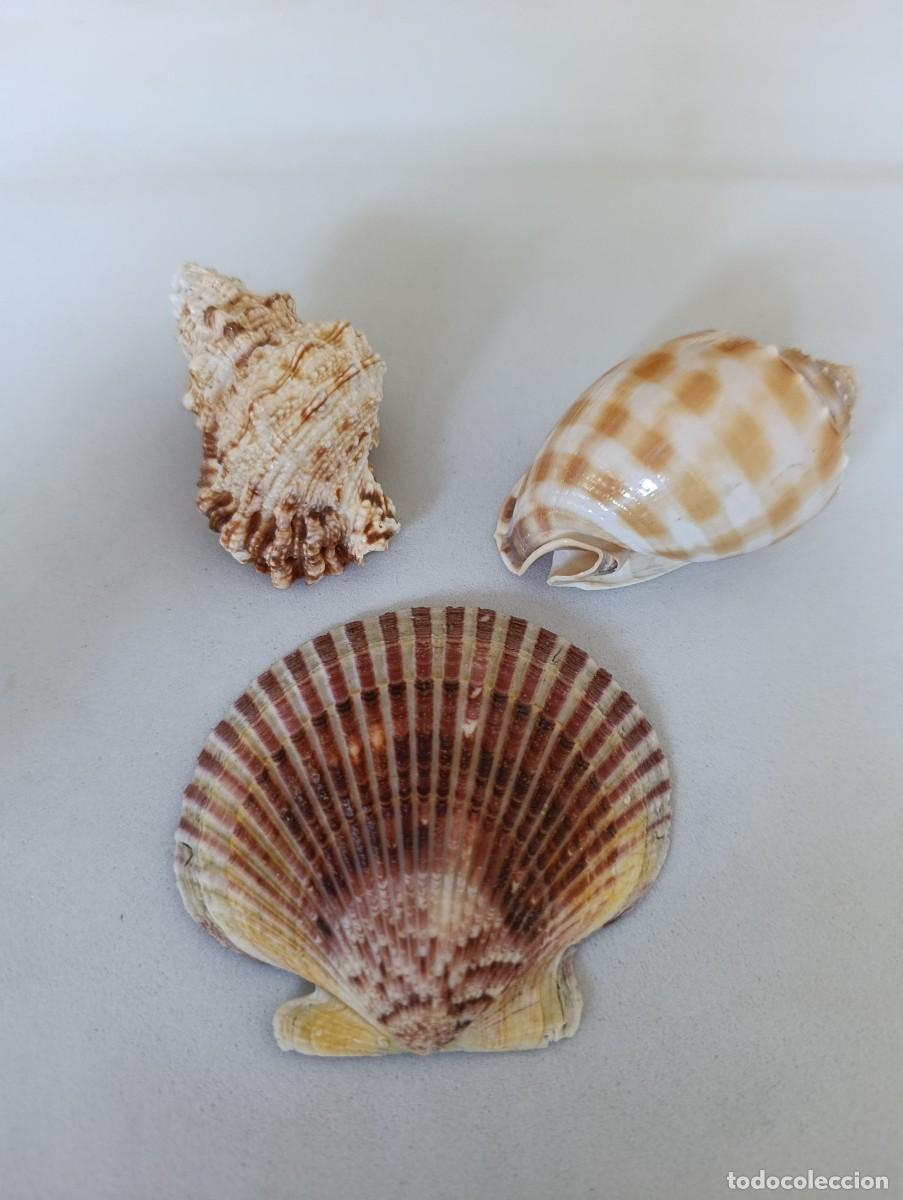 Coleccionismo: Conchas Marinas de Madagascar