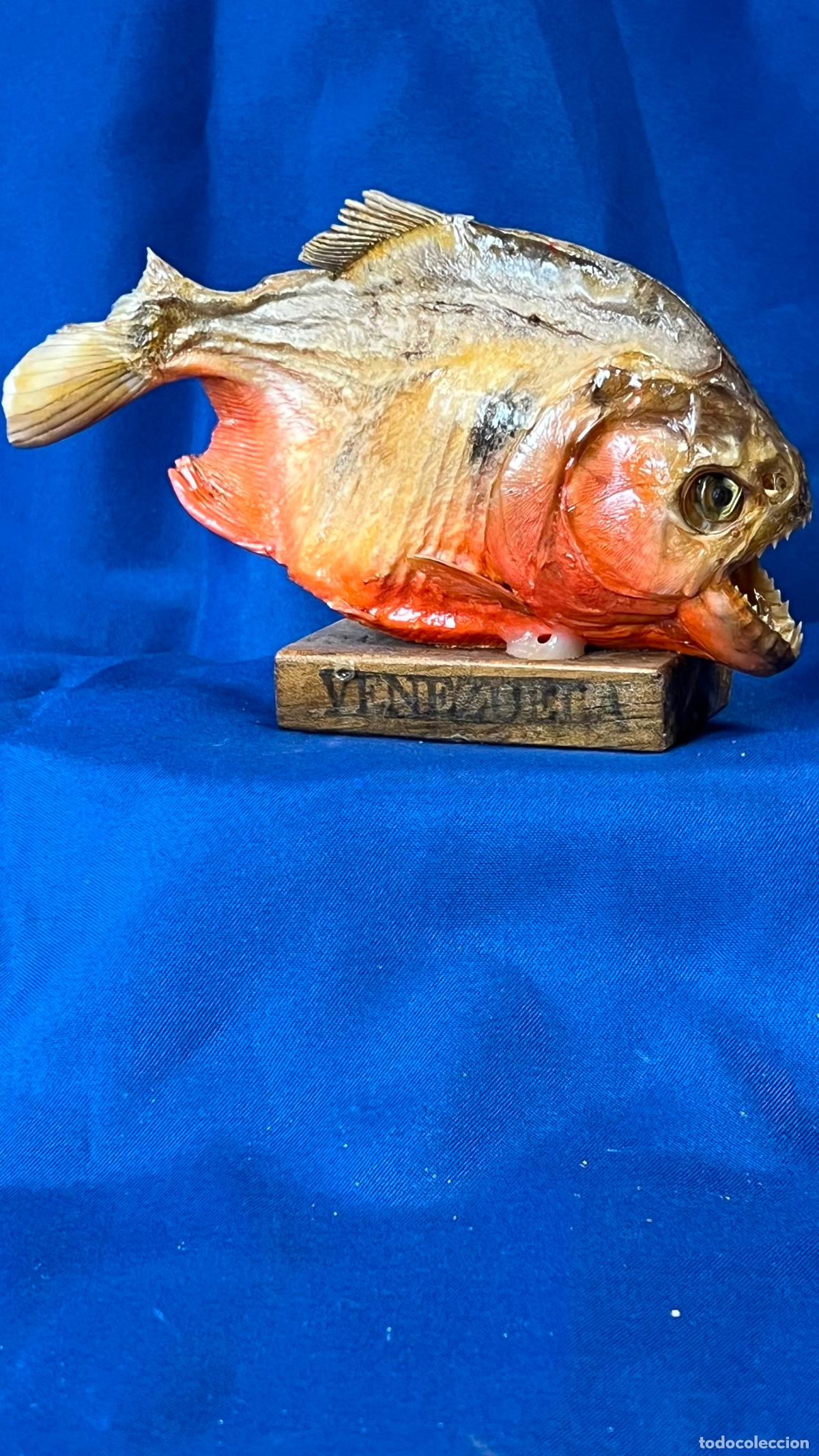 Colecionismo: Antigua Pira&ntilde;a Disecada de Taxidermia sobre Peana de Madera. Souvenir de Venezuela Vintage
