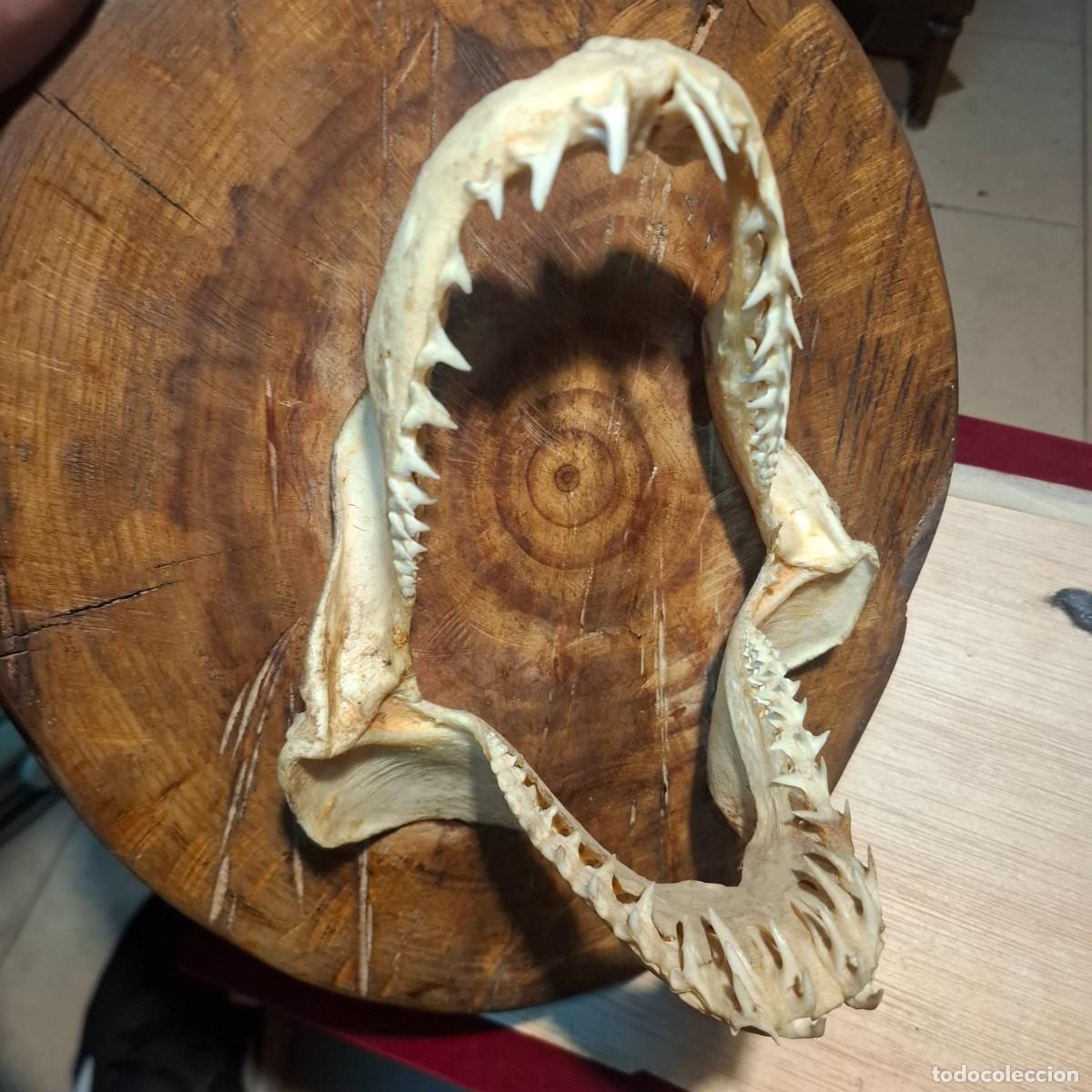 Coleccionismo: Mand&iacute;bula de tiburon sobre madera.