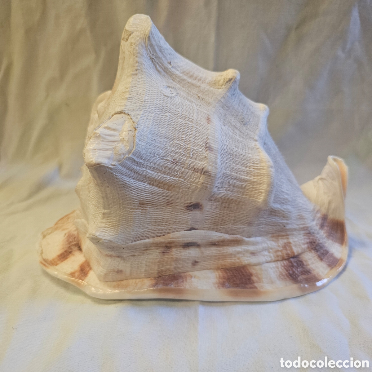 Coleccionismo: Gran Caracola Marina Cassis Cornuta (Casco Cornudo) - Esp&eacute;cimen De Colecci&oacute;n