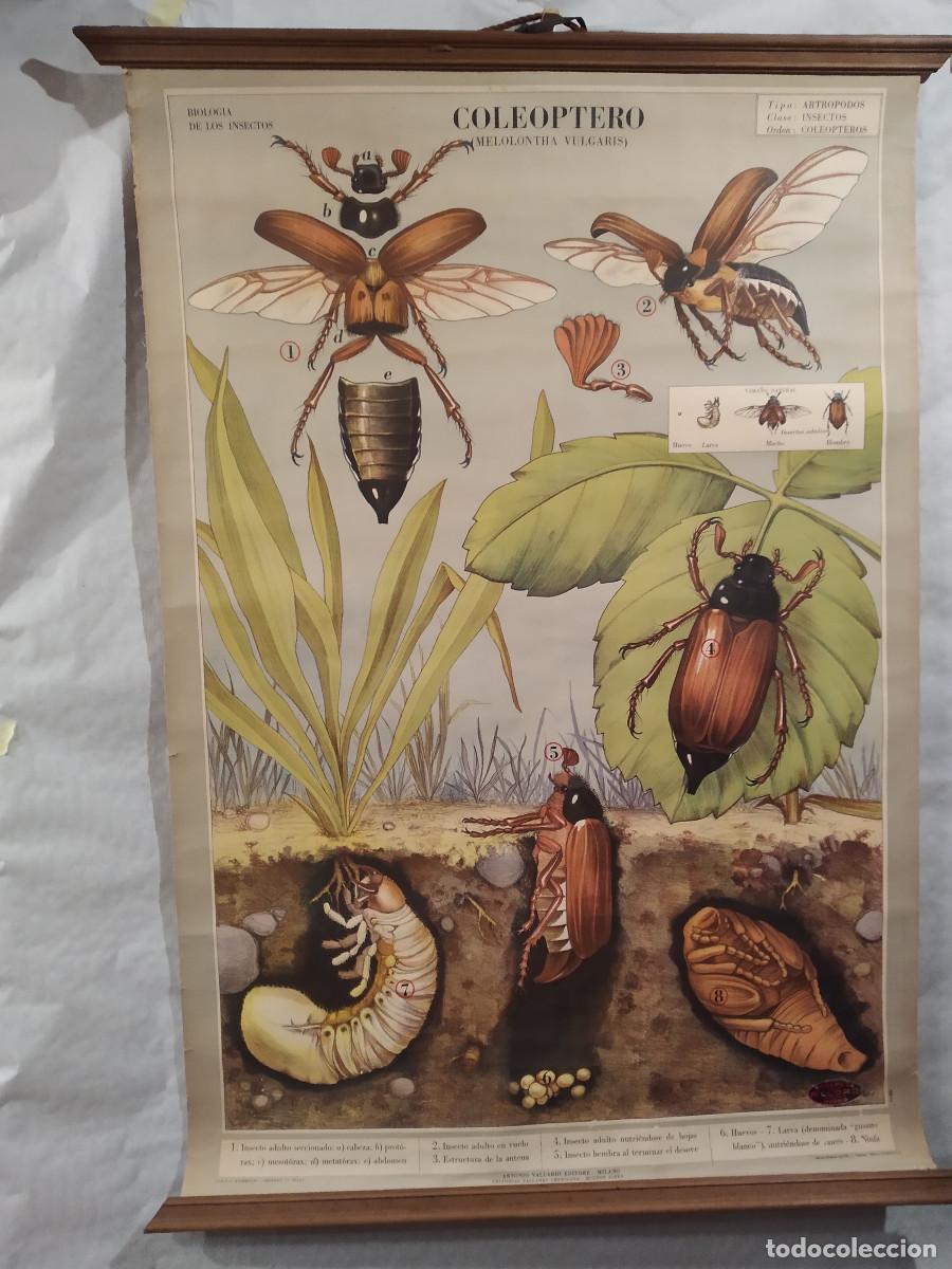 Coleccionismo: Coleopteros y mam&iacute;feros