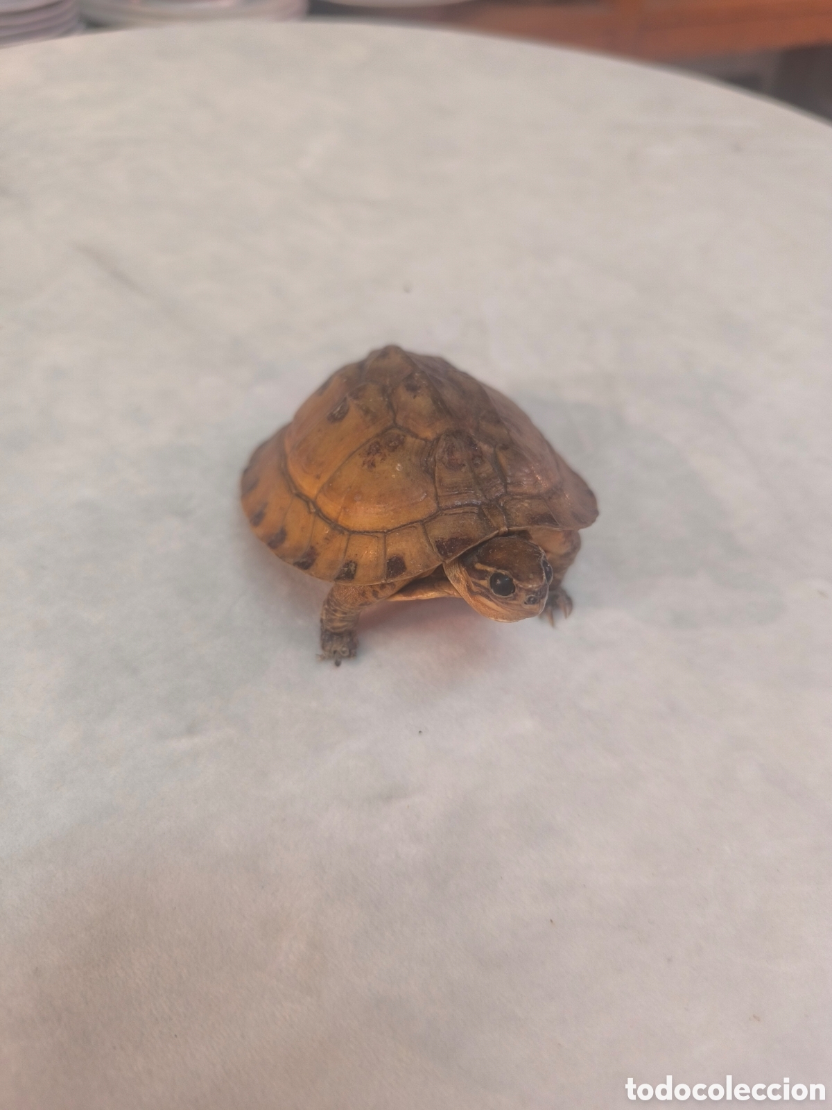 Collecting: Tortuga disecada para amantes de la taxidermia