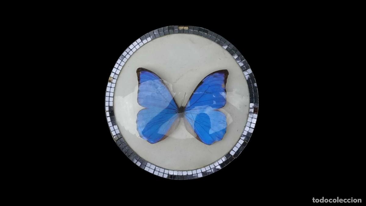 Colecionismo: Taxidermia de Mariposa Morpho Azul en Marco Circular con Borde de Mosaico &ndash; Vintage