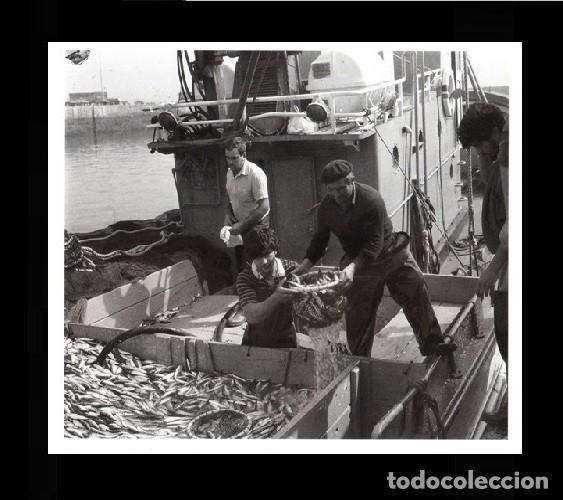 Collectionnisme: �HL6 - [RIVEIRA]. DESCARGANDO SARDI&Ntilde;A NO COLON 1950. RIBEIRA. CORU&Ntilde;A. GALICIA. LAMINA FOTOGRAFICA.