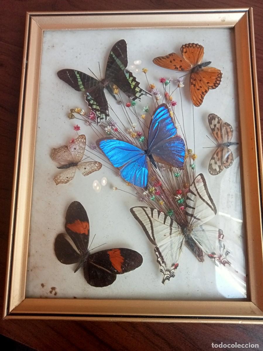 Coleccionismo: MARIPOSAS DISECADAS CUADRO LEPIDOPTEROLOGIA BRASIL