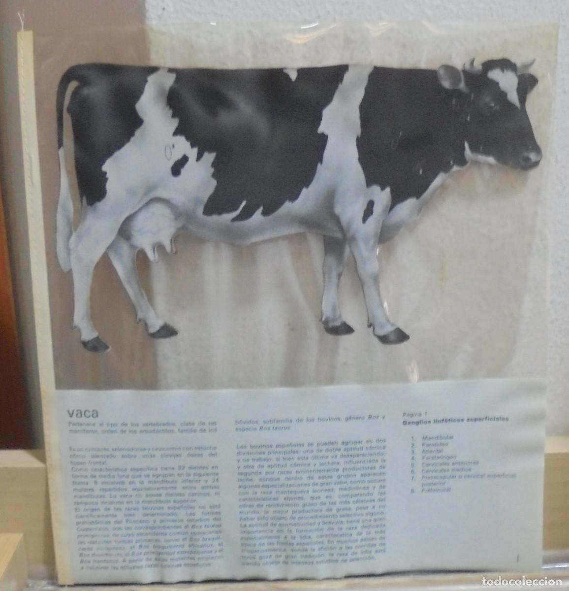 Coleccionismo: L&aacute;mina de vaca, 23x25 cm