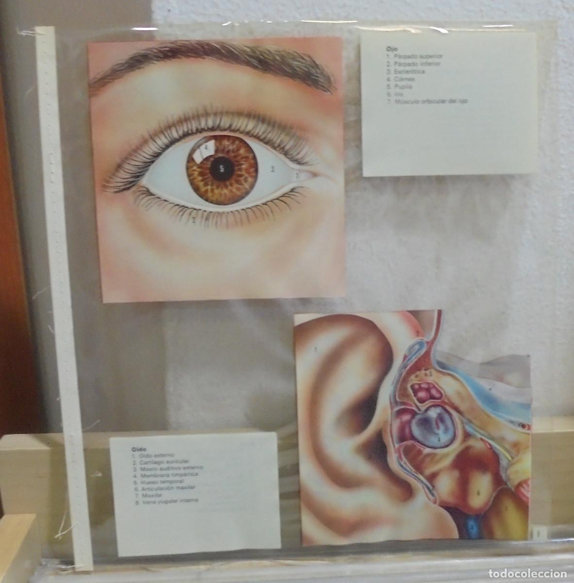 Coleccionismo: L&aacute;mina de ojo / oido, 23x25 cm