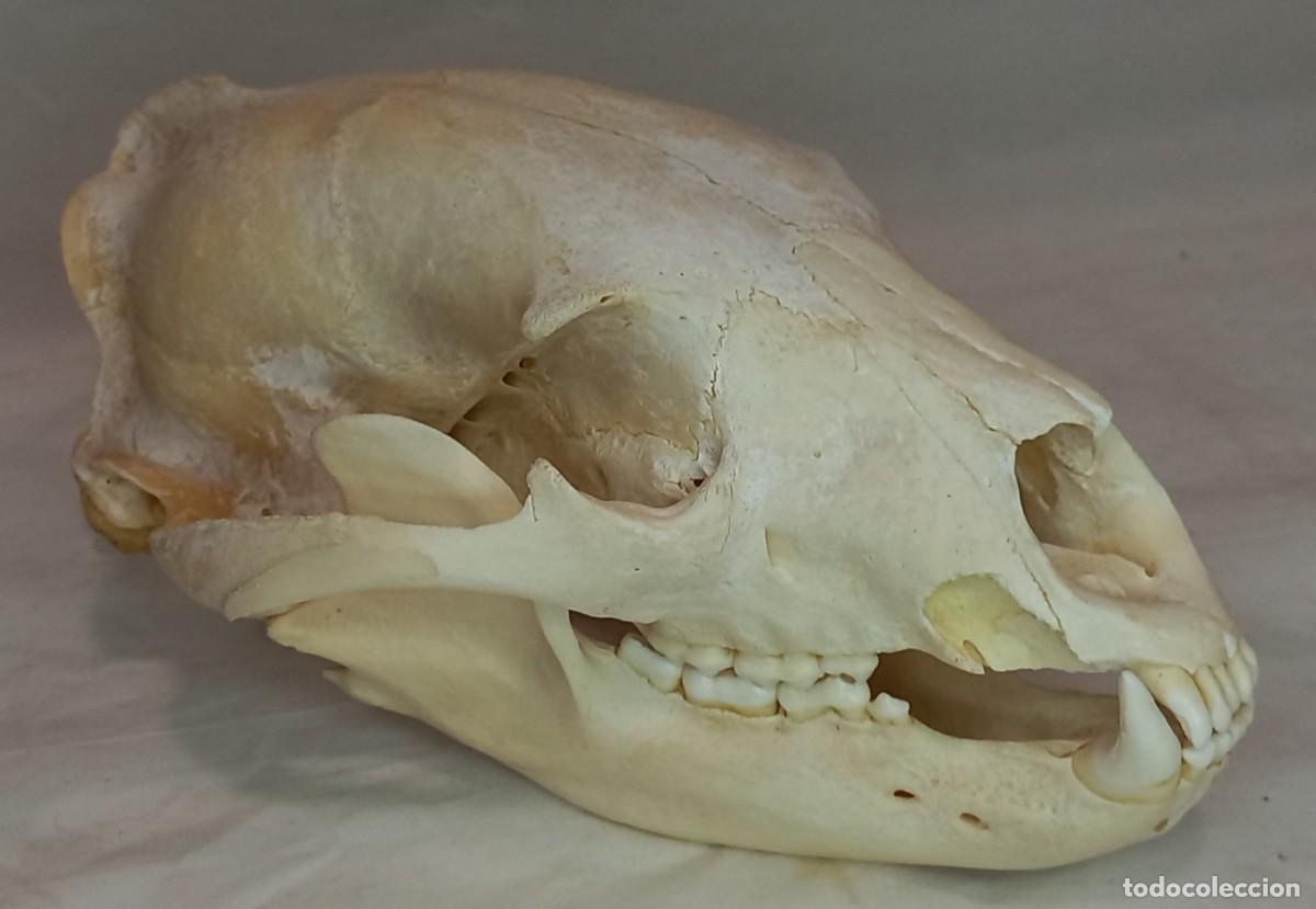 Coleccionismo: TAXIDERMIA - CRANEO DE OSO NEGRO AMERICANO
