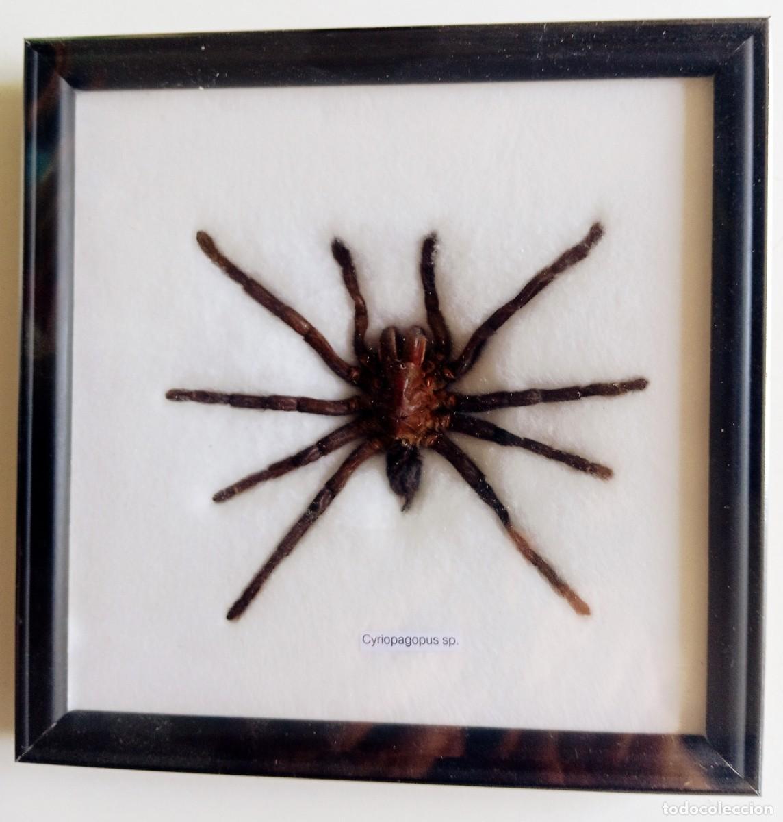 Coleccionismo: TARANTULA DISECADA EN MARCO