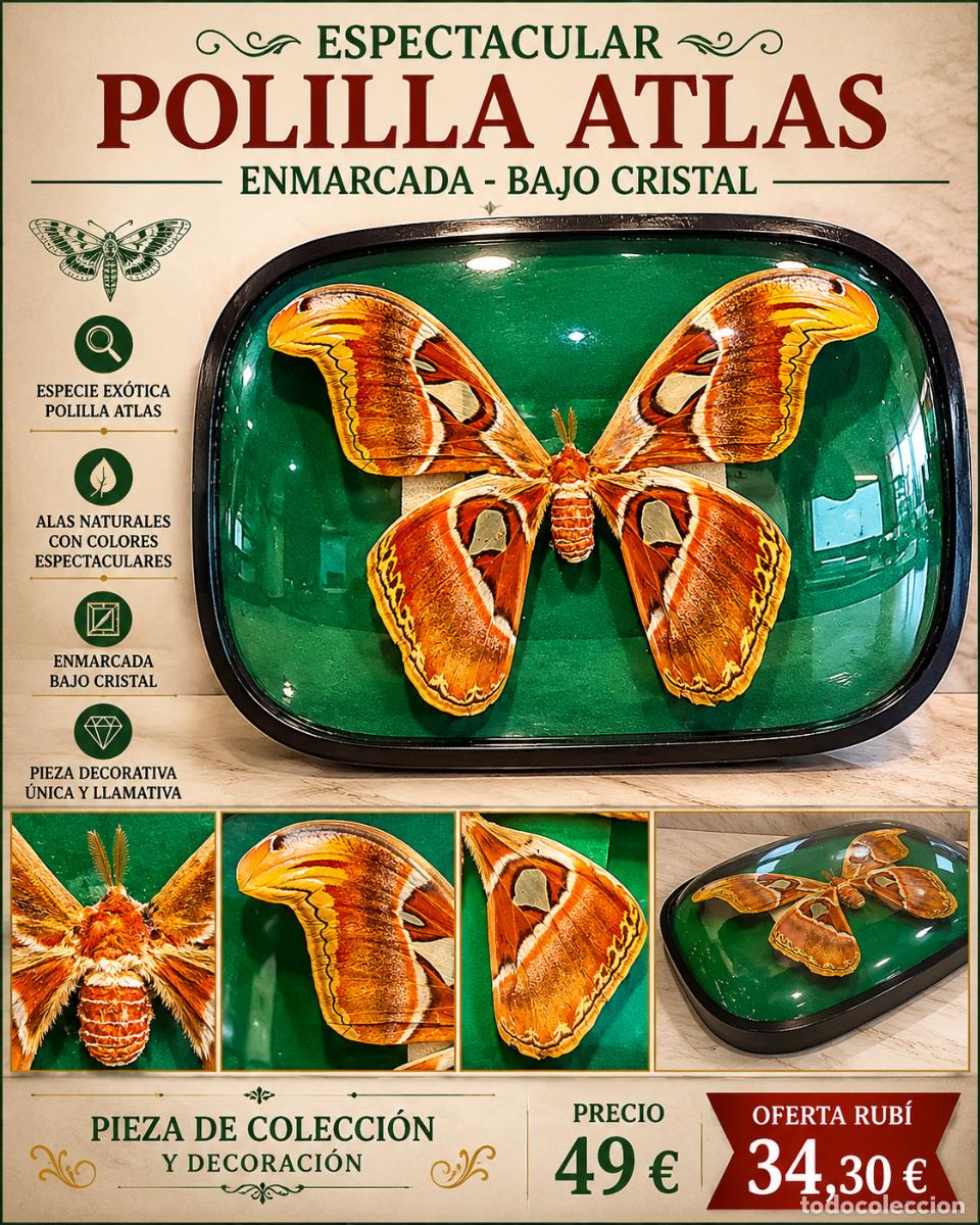Collectionnisme: MARIPOSA DISECADA ENMARCADA / TIPO ATTACUS ATLAS / PIEZA DECORATIVA NATURAL / GRAN FORMATO