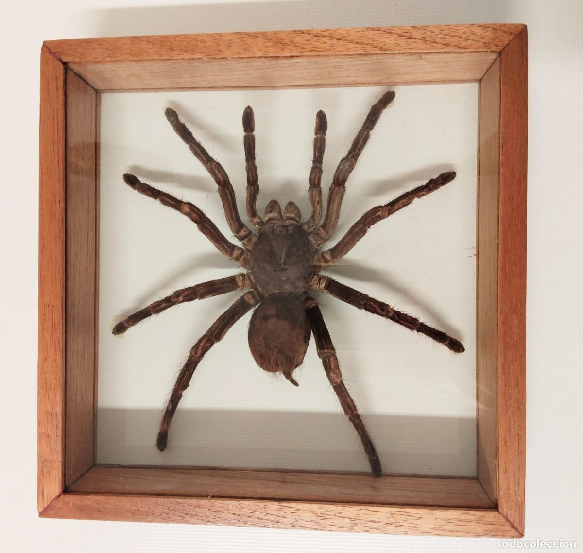 Colecionismo: Tar&aacute;ntula gigante, en marco de madera y cristal.