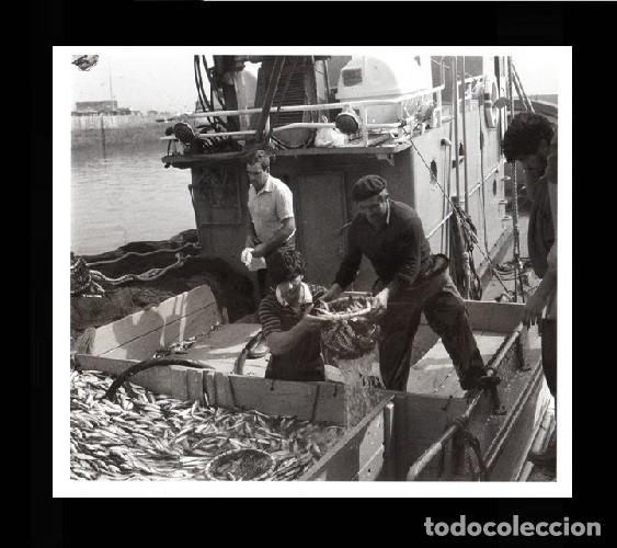 Collecting paper: [RIVEIRA]. DESCARGANDO SARDI&Ntilde;A NO COLON 1950. RIBEIRA. CORU&Ntilde;A. GALICIA. LAMINA FOTOGRAFICA.