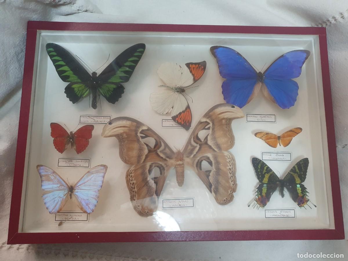 Coleccionismo: Cuadro Vitrina con Mariposas Ex&oacute;ticas