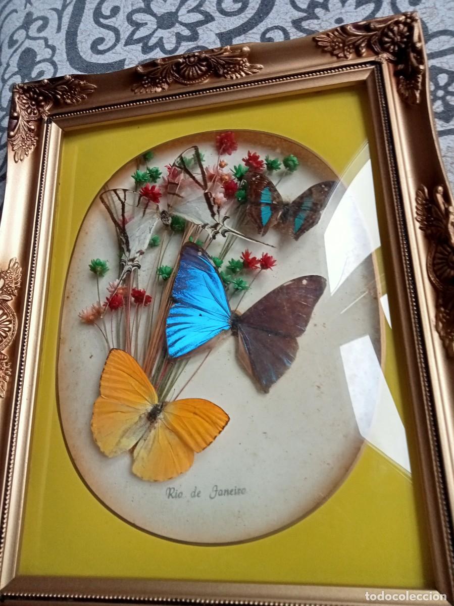 Coleccionismo: MARIPOSAS DISECADAS CUADRO LEPIDOPTEROLOGIA BRASIL