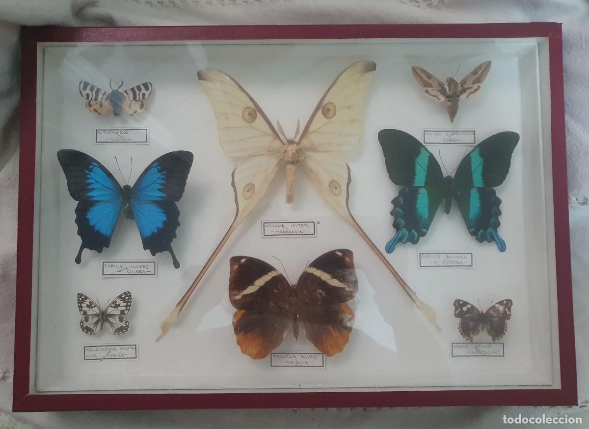 Coleccionismo: Cuadro Vitrina con Mariposas ex&oacute;ticas (taxidermia)