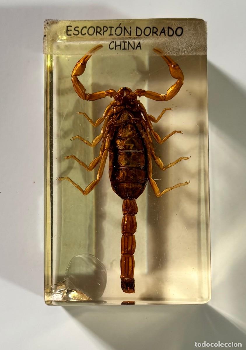 Sammeln: INSECTOS EN METACRILATO COLECCION BICHOS, ESCORPION DORADO, CHINA. BICHO-161