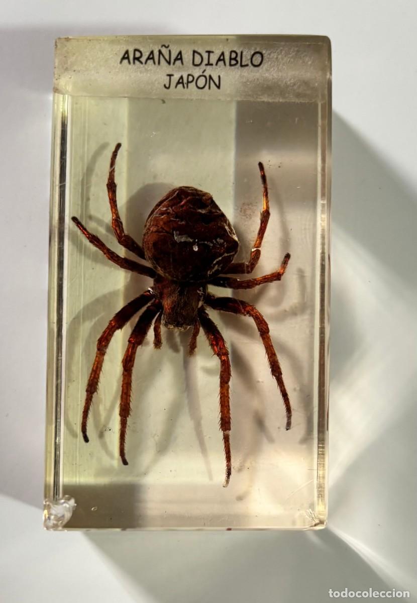 Sammeln: INSECTOS EN METACRILATO COLECCION BICHOS, ARA&Ntilde;A DIABLO, JAP&Oacute;N. BICHO-162