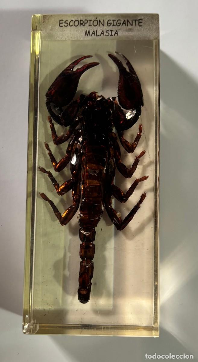 Sammeln: INSECTOS EN METACRILATO COLECCION BICHOS, ESCORPI&Oacute;N GIGANTE, MALASIA. BICHO-163