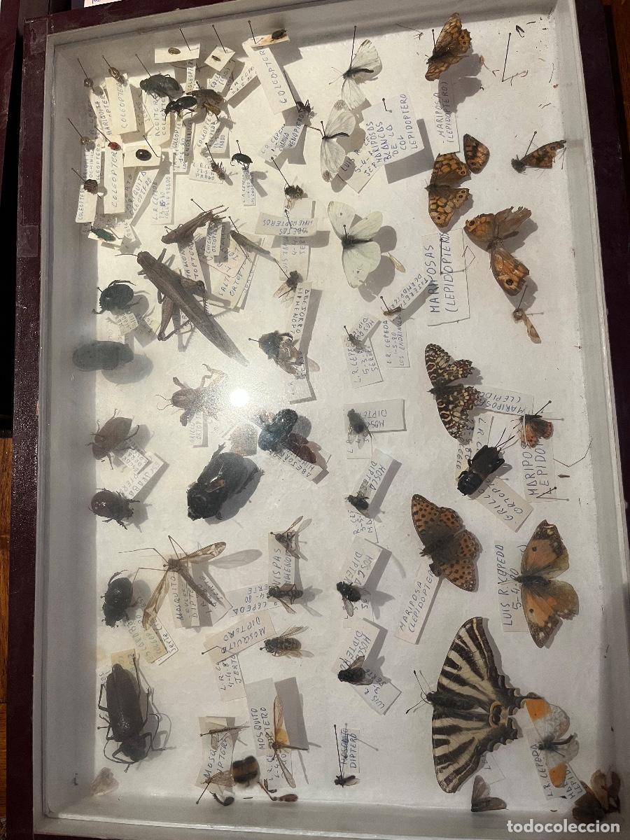 Coleccionismo: Cajas entomologicas insectos disecados
