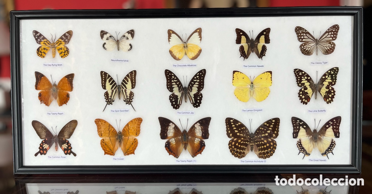 Coleccionismo: Cuadro decorativo con mariposas
