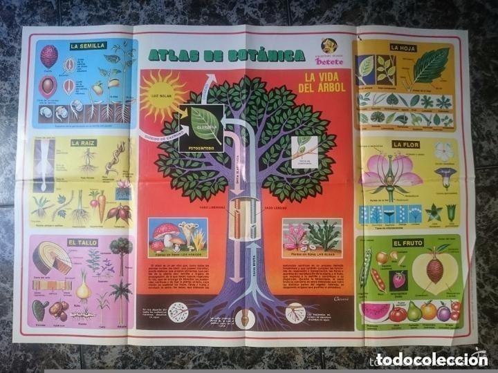 Coleccionismo: LAMINA ESCOLAR DE EL LIBRO GORDO DE PETETE - ATLAS DE BOTANICA