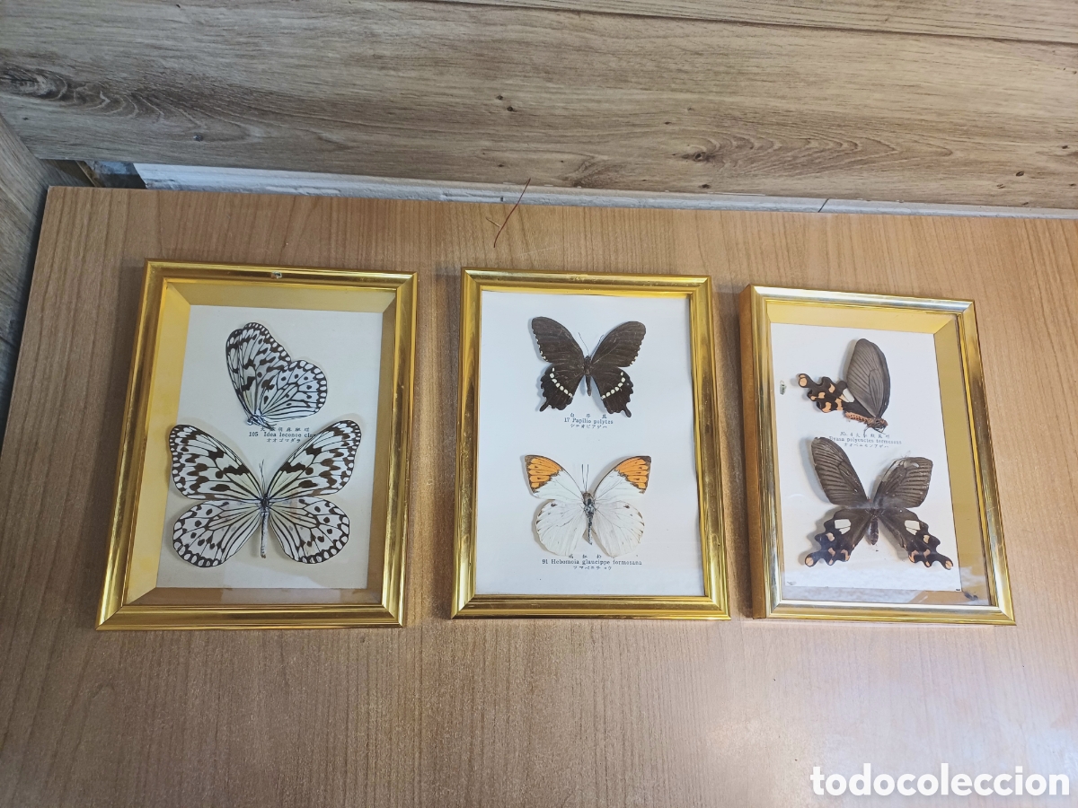 Coleccionismo: LOTE MARIPOSAS DISECADAS Y ENMARCADAS