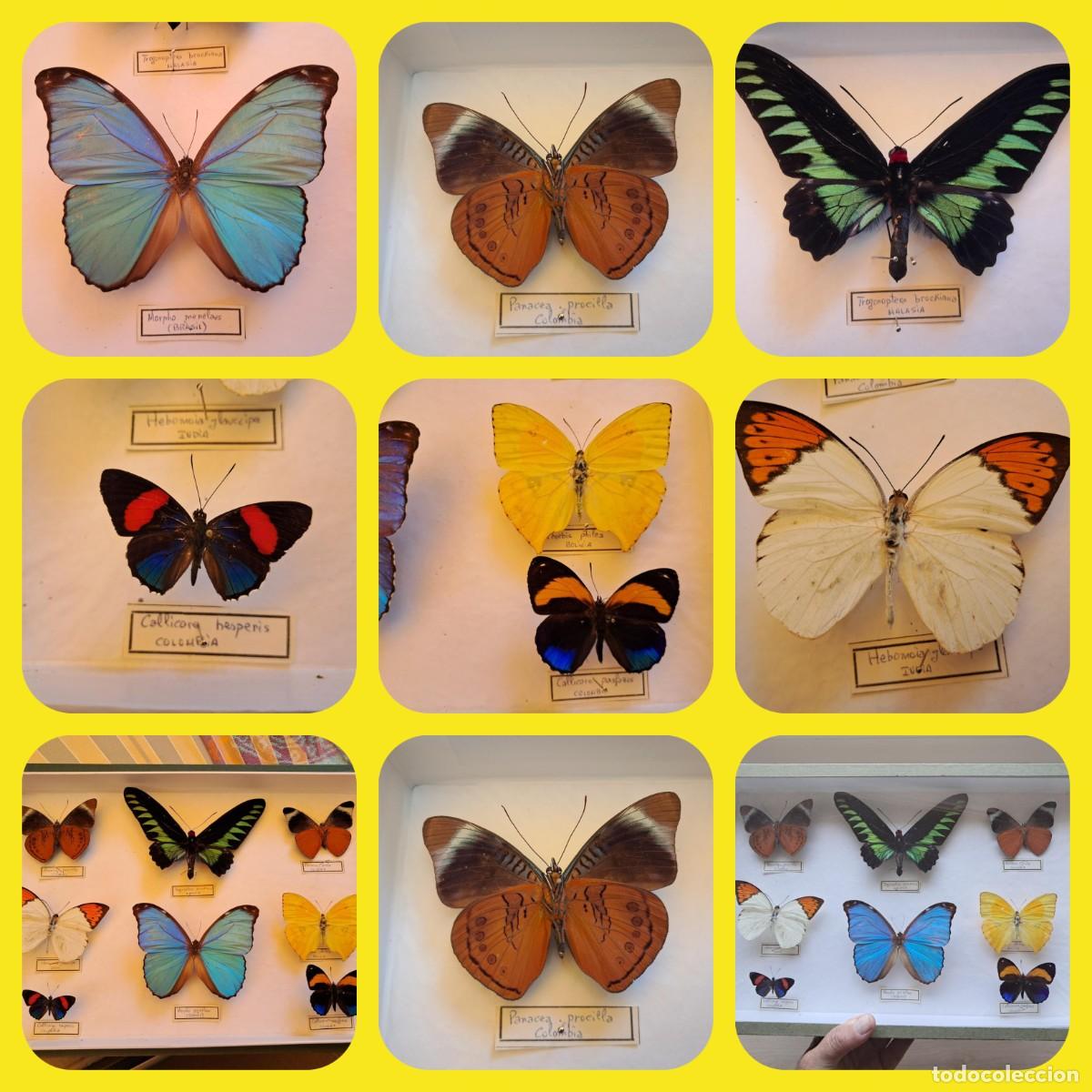 Coleccionismo: CAJA EXPOSITORA CON MARIPOSAS DE COLECCI&Oacute;N